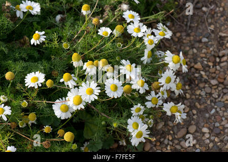 Camomille Tripleurospermum maritimum, la mer, la floraison dans les galets de plage de Chesil dans le Dorset, octobre Banque D'Images