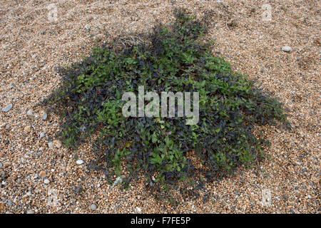 La morelle douce-amère, Woody ou Solanum dulcamara, usine de fructification dans les galets de plage de Chesil, Dorset Banque D'Images