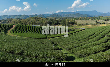 Chuifong plantation de thé dans la province de Chiang Rai, Thaïlande Banque D'Images