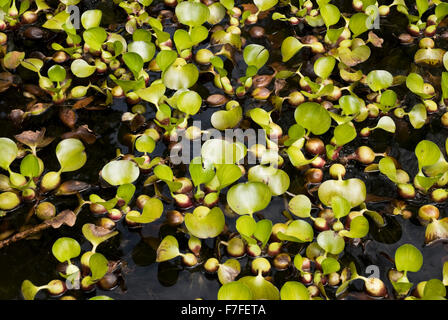 Les feuilles de la jacinthe d'eau dans un étang (Eichhornia crassipes) Banque D'Images