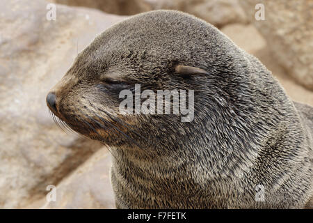 Un gros plan d'un sommeil à la South African fur seal. Très mignon. Banque D'Images