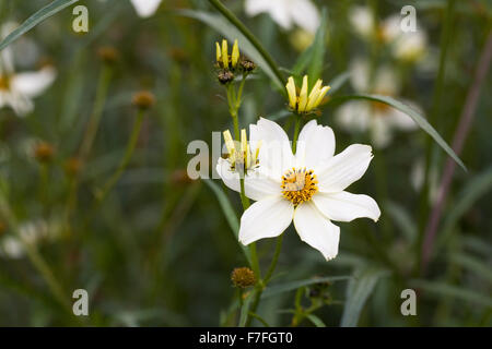 Bidens Heterophylla fleurs dans le jardin. Tickseed fleur. Banque D'Images