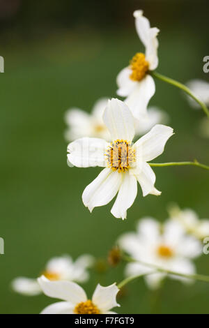 Bidens Heterophylla fleurs dans le jardin. Tickseed fleur. Banque D'Images