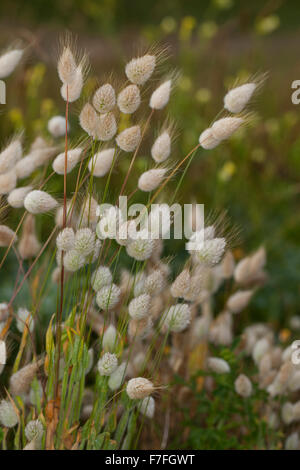 Hare's tail-herbe, bunnytail Harestail, Bunny, queue, Hasenschwanz-Gras Hasenschwänzchen Hasenschwanzgras, Lagurus ovatus,, Banque D'Images