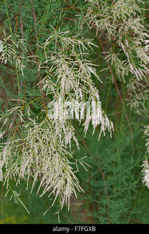 Tamaris rose, Tamarix, arbre, tamaris, saltcedar Kaspische Tamariske Sel, cèdre, Sommertamariske, Tamarix ramosissima Banque D'Images