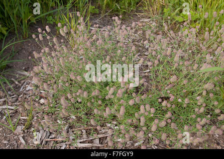 Haresfoot clover, champ de trèfle, de l'alimentation du lapin trèfle, trèfle, pierre, Hasenklee Hasen-Klee, Trifolium arvense Banque D'Images