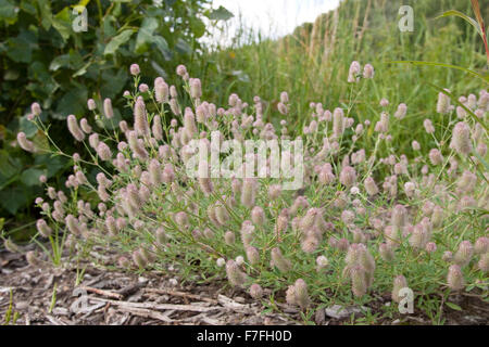 Haresfoot clover, champ de trèfle, de l'alimentation du lapin trèfle, trèfle, pierre, Hasenklee Hasen-Klee, Trifolium arvense Banque D'Images