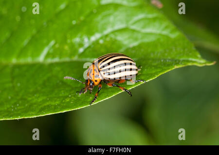 Le doryphore de la pomme de terre, dix-striped spearman, bug, pomme de terre, Kartoffel-Käfer Kartoffelkäfer, Leptinotarsa decemlineata Banque D'Images