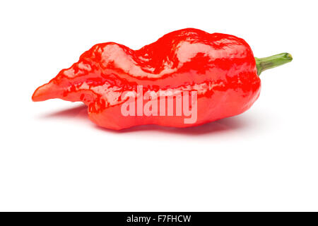 Un seul ultra hot chili pepper ghost rouge sur blanc. Banque D'Images