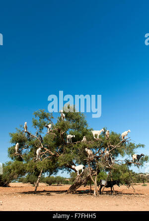 Les chèvres dans un arbre sur la route de Marrakech à Essaouira au Maroc. Banque D'Images