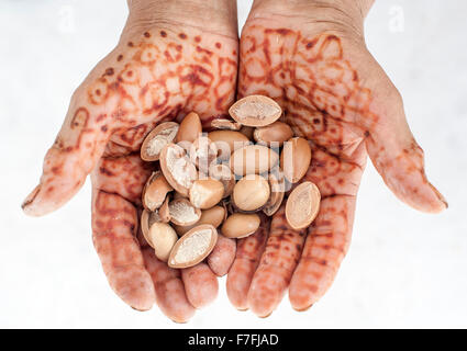Woman's hands holding noix d'argan au Maroc. Banque D'Images