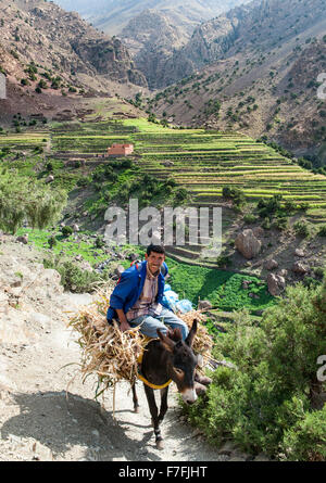 Homme berbère sur sa mule dans Tamsoult Valley dans le parc national de Toubkal dans l'Atlas au Maroc. Banque D'Images