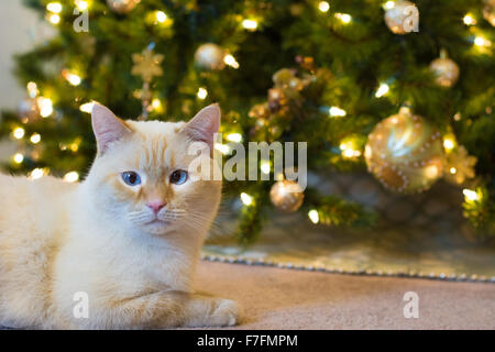 Un chat siamois blanc flamepoint se trouve en face d'un arbre de Noël décoré. Banque D'Images