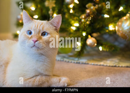 Un chat siamois blanc flamepoint se trouve en face d'un arbre de Noël décoré. Banque D'Images