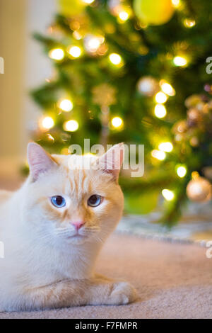 Un chat siamois blanc flamepoint se trouve en face d'un arbre de Noël décoré. Banque D'Images