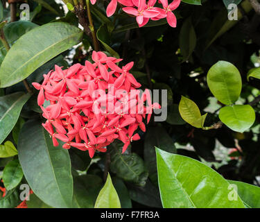 Ixora coccinea, photographié à Sainte-Croix, les Îles Vierges des États-Unis. USVI, U.S.V.I. Banque D'Images