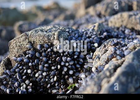 Les moules sur les rochers sur une plage de Locquirec, France Banque D'Images