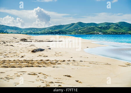 Tortue de mer les voies menant à la mer sur la plage aux tortues, Buck Island Reef Natrional Monument, parc national des États-Unis dans les Îles Vierges des États-Unis. Banque D'Images