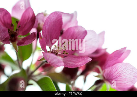 Les fleurs de cerisier, Washington, District de Columbia USA Banque D'Images