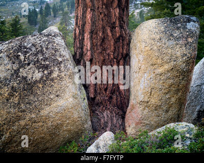 La production d'arbres de pin ponderosa entre deux rochers de granite. Lake Tahoe, California Banque D'Images