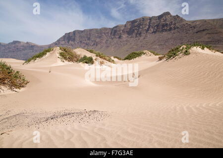 Dunes de sable végétalisées à Famara, Playa de Famara, côte ouest de Lanzarote. Banque D'Images