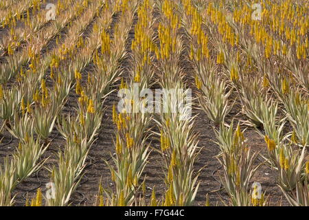 Aloès Vrai, l'aloe vera ou Aloe Barbadensis, en culture sur des parpaings à ferme près de Orzola, Lanzarote. Banque D'Images