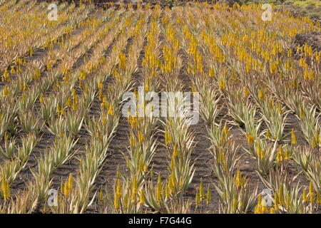 Aloès Vrai, l'aloe vera ou Aloe Barbadensis, en culture sur des parpaings à ferme près de Orzola, Lanzarote. Banque D'Images