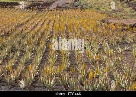 Aloès Vrai, l'aloe vera ou Aloe Barbadensis, en culture sur des parpaings à ferme près de Orzola, Lanzarote. Banque D'Images