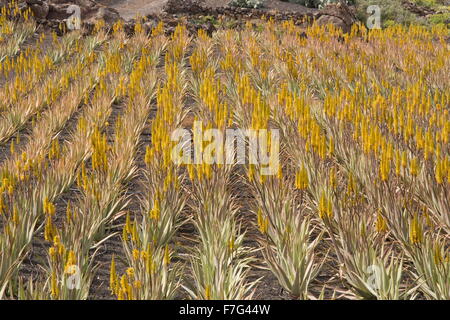 Aloès Vrai, l'aloe vera ou Aloe Barbadensis, en culture sur des parpaings à ferme près de Orzola, Lanzarote. Banque D'Images