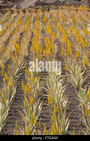 Aloès Vrai, l'aloe vera ou Aloe Barbadensis, en culture sur des parpaings à ferme près de Orzola, Lanzarote. Banque D'Images