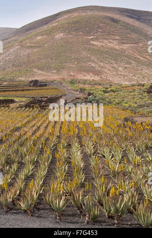 Aloès Vrai, l'aloe vera ou Aloe Barbadensis, en culture sur des parpaings à ferme près de Orzola, Lanzarote. Banque D'Images