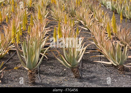 Aloès Vrai, l'aloe vera ou Aloe Barbadensis, en culture sur des parpaings à ferme près de Orzola, Lanzarote. Banque D'Images