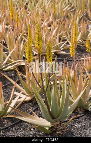 Aloès Vrai, l'aloe vera ou Aloe Barbadensis, en culture sur des parpaings à ferme près de Orzola, Lanzarote. Banque D'Images