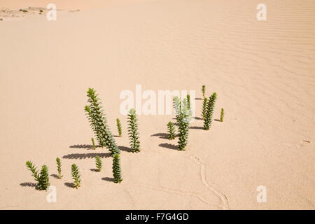 L'euphorbe ésule sur le sable de la mer-dunes du Parque Natural de las dunas de Corralejo, Fuerteventura Banque D'Images