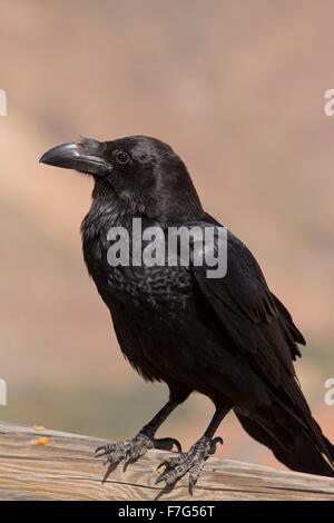 Canaries et l'Afrique du Nord sous-espèces de grand corbeau, Corvus corax tingitanus, Fuerteventura Banque D'Images