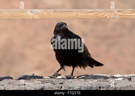 Canaries et l'Afrique du Nord sous-espèces de grand corbeau, Corvus corax tingitanus, Fuerteventura Banque D'Images