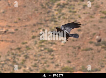 Canaries et l'Afrique du Nord sous-espèces de grand corbeau, Corvus corax tingitanus, en vol ; Fuerteventura Banque D'Images