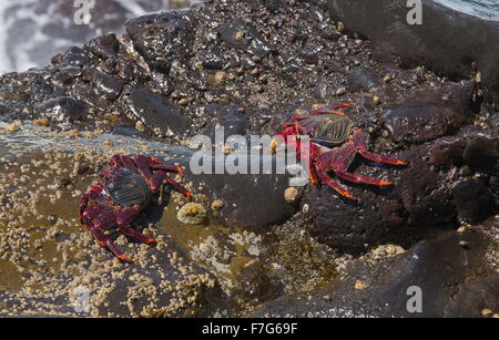 Rocher de l'Atlantique, le crabe Grapsus adscensionis, sur le bord de l'océan, côte ouest de Lanzarote. Banque D'Images