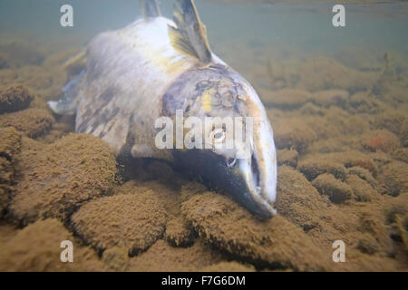 Saumon rose mâle ( Oncorhynchus gorbuscha ), la rivière Bulkley, Smithers, C.-B. Banque D'Images