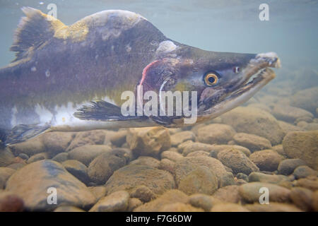 Saumon rose mâle ( Oncorhynchus gorbuscha ), la rivière Bulkley, Smithers, C.-B. Banque D'Images