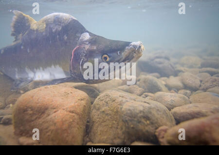 Saumon rose mâle ( Oncorhynchus gorbuscha ), la rivière Bulkley, Smithers, C.-B. Banque D'Images