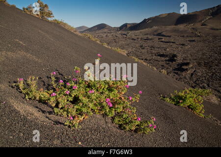 Parfum de rose Pélargonium ou Géranium. croissant sur la lave à Lanzarote. Introduit. Banque D'Images