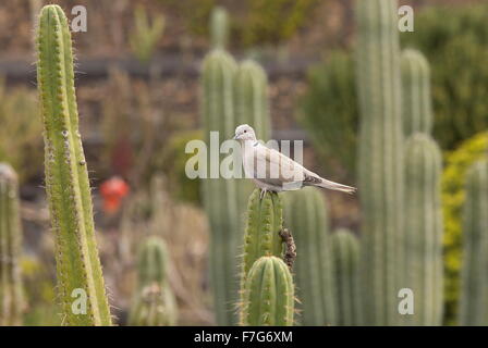 Grèbe huppé, Streptopelia decaocto, sur la figue, Lanzarote. Banque D'Images