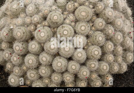 Mammillaria geminispina, lits 1 épines de cactus, au jardin de cactus, Lanzarote Banque D'Images