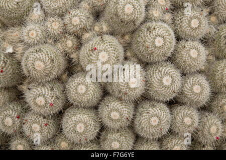 Mammillaria geminispina, lits 1 épines de cactus, au jardin de cactus, Lanzarote Banque D'Images