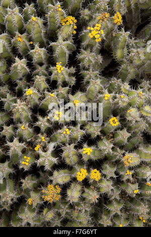 Un succulent euphorbe épineuse, les poissons d'os, cactus Euphorbia polyacantha d'Ethiopie et Soudan. Banque D'Images