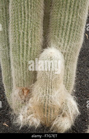 Old man cactus, Cephalocereus senilis, du Mexique Banque D'Images