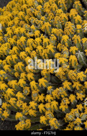 Un succulent euphorbe épineuse, les poissons d'os, cactus Euphorbia polyacantha d'Ethiopie et Soudan. Banque D'Images