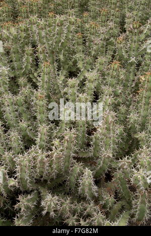 Gifboom, ou poison tree, Euphorbia virosa ssp virosa, Afrique du Sud. Banque D'Images