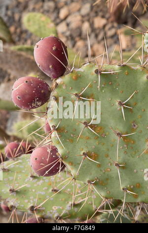 Mojave figuier de Barbarie, Opuntia mojavensis dans les fruits. Désert de Mojave. Banque D'Images